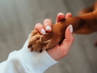 Geschenke für Hundebesitzer: der Schlüsselanhänger, der bleibt